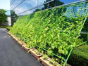 Photo:“Green Curtain” Initiative: KYOCERA Greens Company Buildings and Saves Energy
