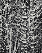 Photo:Cedar Trees in Snow, Yosemite National Park, California(1949)