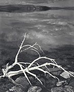 Photo:White Branches, Mono Lake(1950)