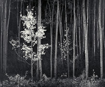 Photo:Aspens, Northern New Mexico(1958)