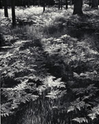 Photo:Ferns, Yosemite Valley(no date)