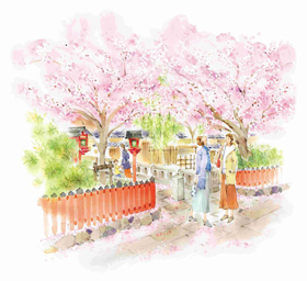 Image: Cherry blossoms along Gion Shirakawa street