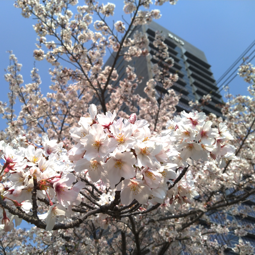 Sakura 2020 photos taken with Kyocera smartphones