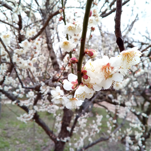 Ume (Plum Blossom) Photos Taken with a Kyocera Smartphone