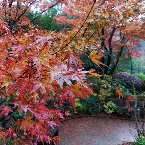 >The Color of Autumn Rain