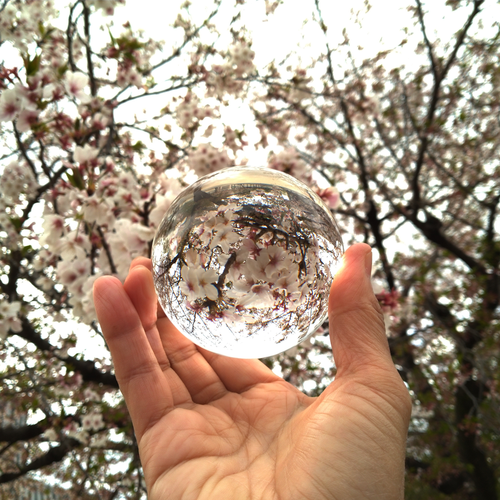 >Sakura 2020 photos taken with Kyocera smartphones