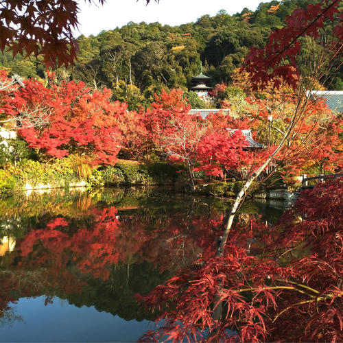 Koyo (Autumn foliage) Photos Taken with a Kyocera Smartphone
