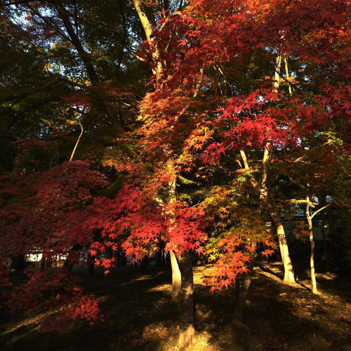 >Koyo (Autumn foliage) Photos Taken with a Kyocera Smartphone