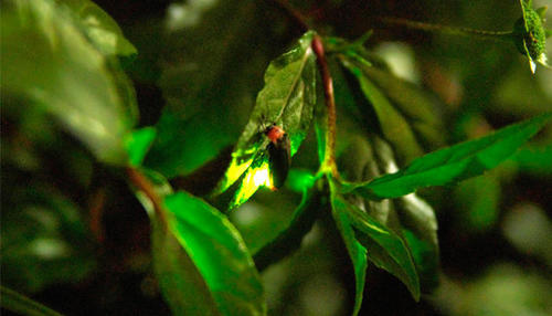 >Kyocera raises fireflies in Kagoshima to maintain the local ecosystem