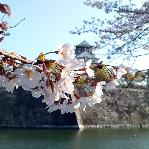 Sakura (Cherry Blossom) Photos Taken with a Kyocera Smartphone
