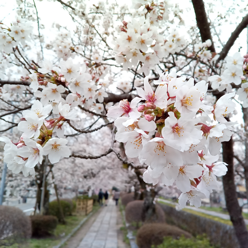 >Sakura (Cherry Blossom) Photos Taken with a Kyocera Smartphone