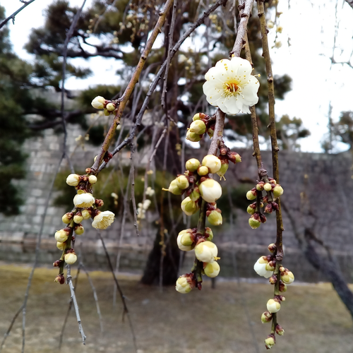 >Ume (Plum Blossom) Photos Taken with a Kyocera Smartphone