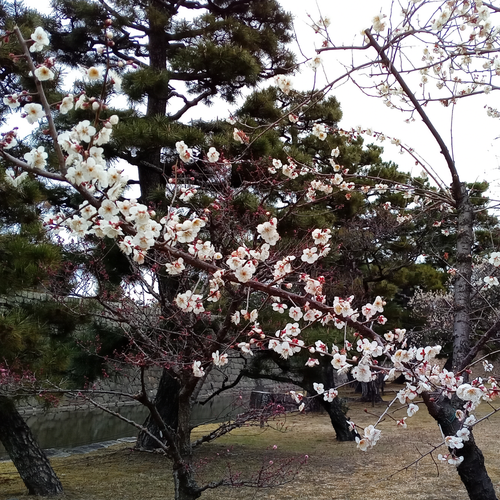 >Ume (Plum Blossom) Photos Taken with a Kyocera Smartphone