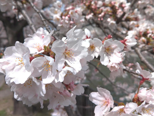 >Hope you enjoy these Sakura photos taken in Kyoto using a Kyocera smartphone!