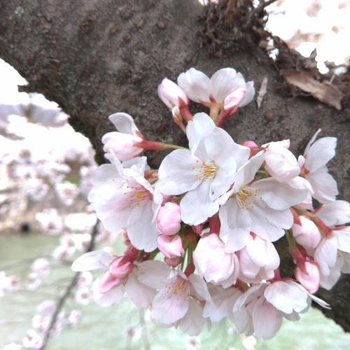 >Hope you enjoy these Sakura photos taken in Kyoto using a Kyocera smartphone!