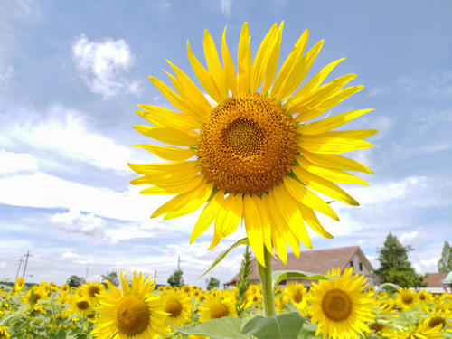 Japan Sunflowers Photos