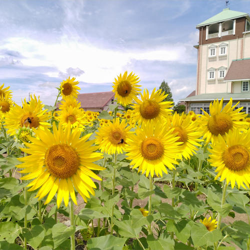 >Japan Sunflowers Photos