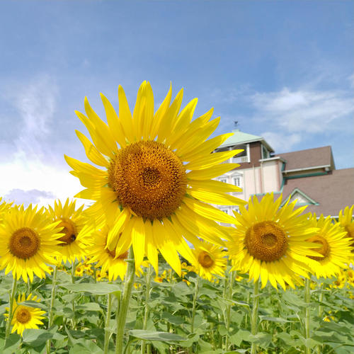 >Japan Sunflowers Photos