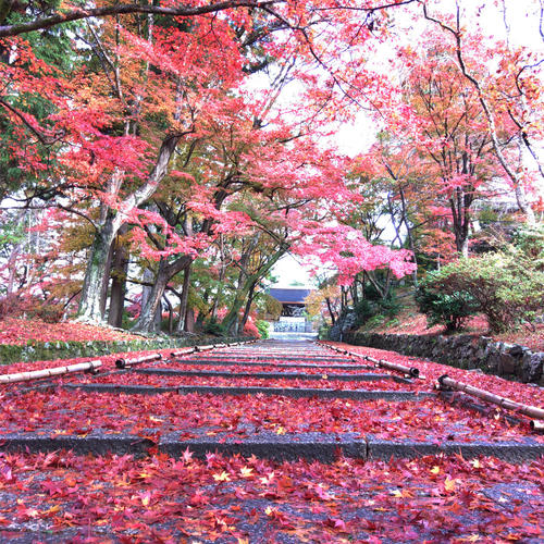 >Fall foliage photos in Japan