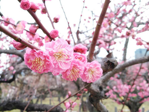 Japan Plum Blossoms Photos