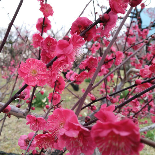 >Japan Plum Blossoms Photos