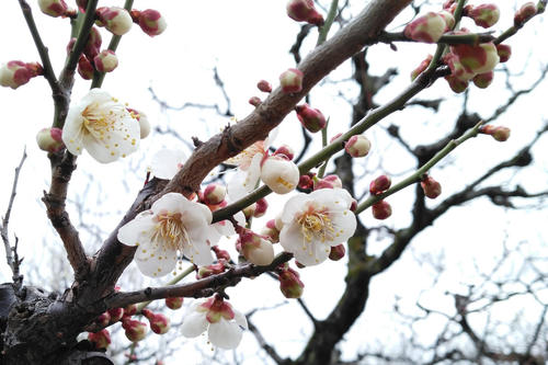 >Japan Plum Blossoms Photos