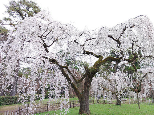 Japan Cherry Blossoms Photos