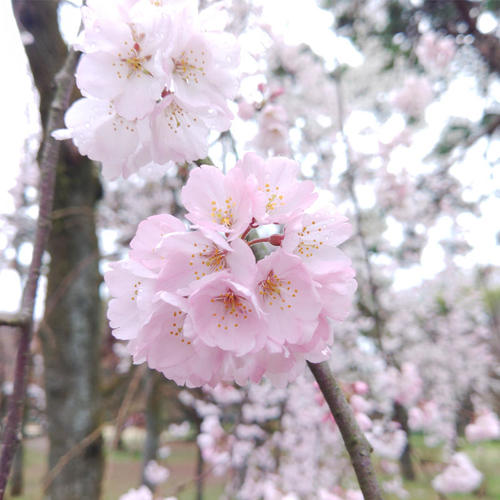 >Japan Cherry Blossoms Photos