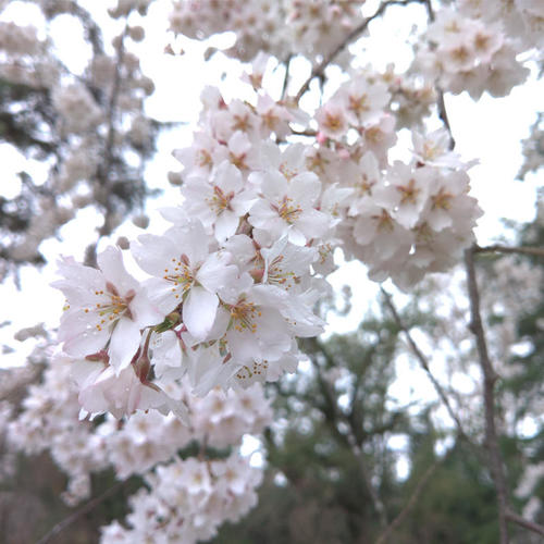 >Japan Cherry Blossoms Photos
