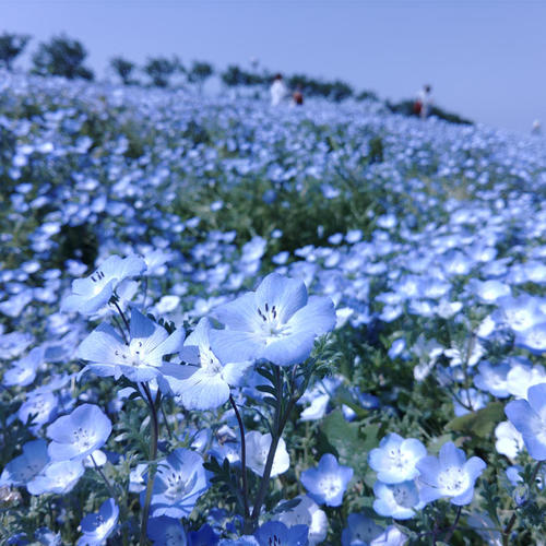 >Nemophila flower, pictures by Kyocera Smartphone