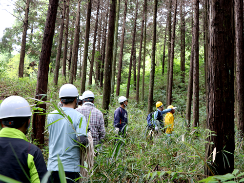 Reforestation activity in Tanabe City, Kyoto