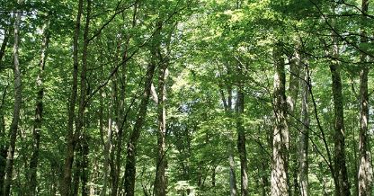Environment