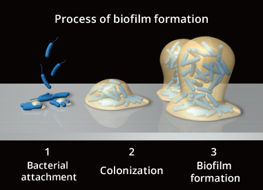 Figure : Process Image of Biofilm Formation：1. Bacterial attachment,2. Colonization,3. Biofilm formation