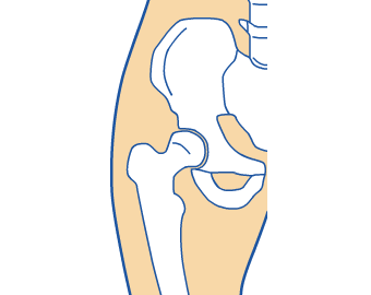 The structure of the hip joint