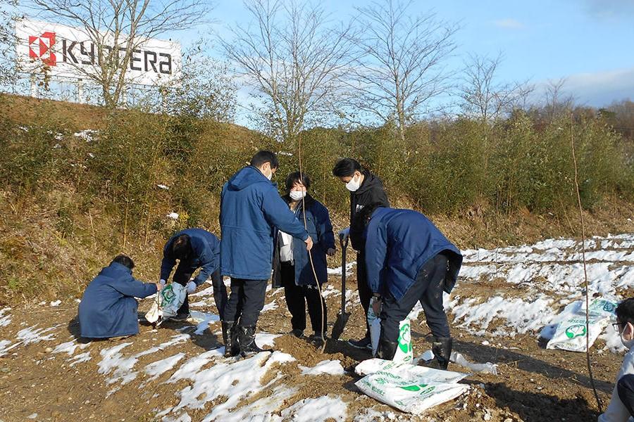 Tree planting (Tanba chestnut)