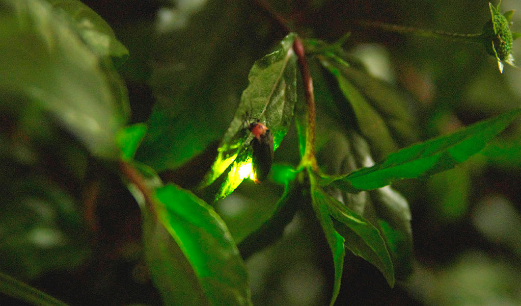 A firefly in the plant's compound