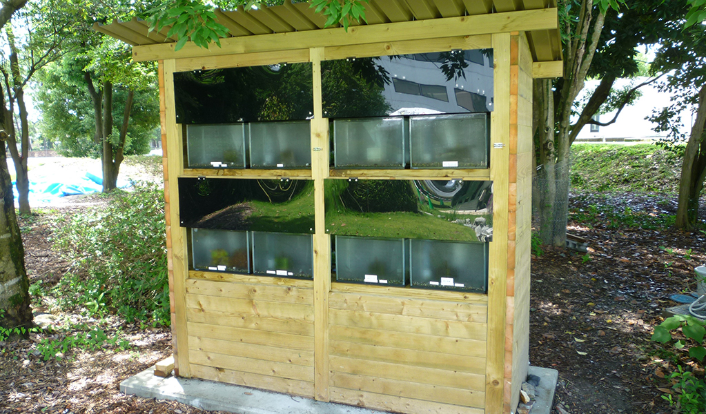 images: Breeding tanks for freshwater fish such as willow gudgeon, char, and bitterling