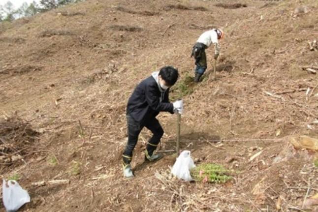 Tree planting (larch)