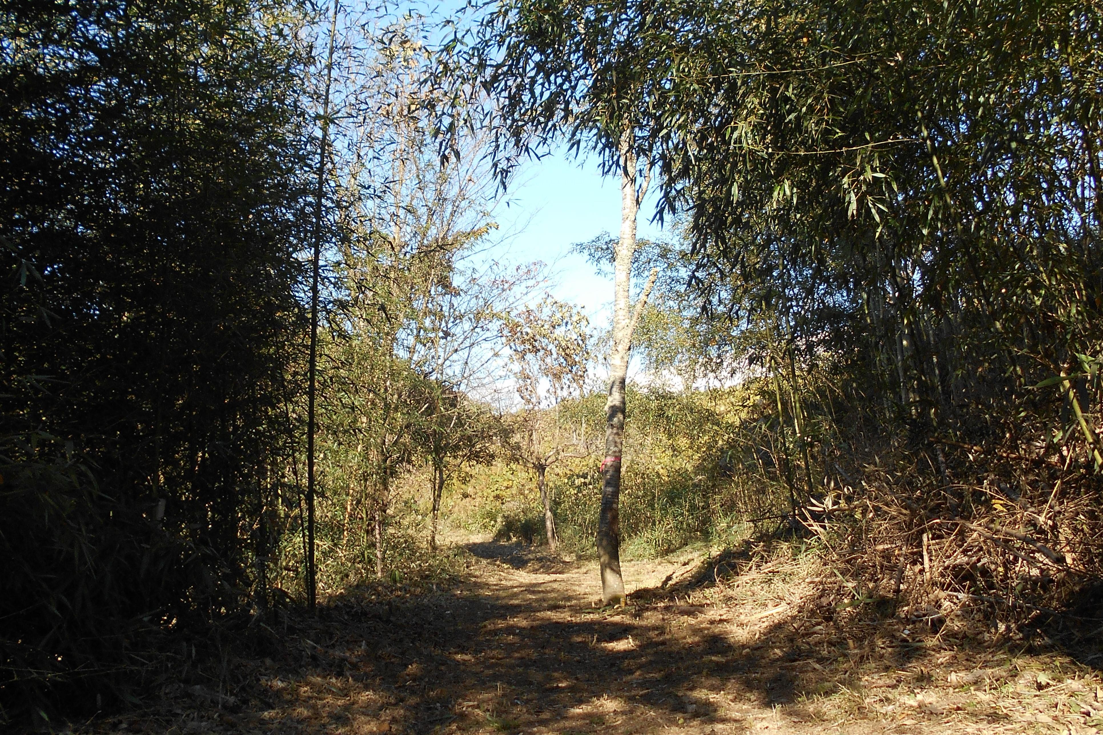 Walkway maintained through forestation activities