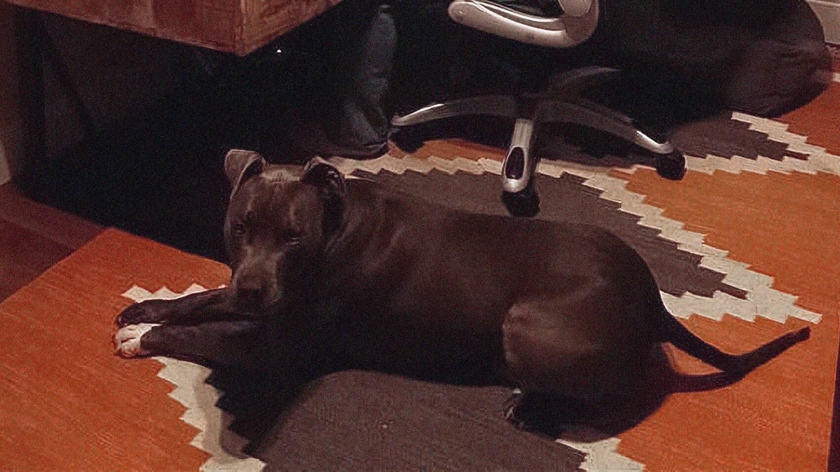 Gene working remotely from home with his dog, Morty, at his feet